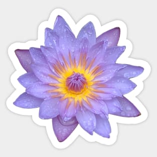 Cape Blue Waterlily Sticker